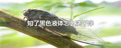 ​知了黑色液体是什么东西 知了黑色液体有毒吗?