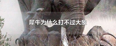 ​犀牛打得过大象吗 犀牛能打得过大象吗