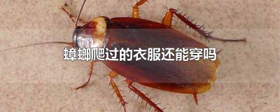 ​被蟑螂爬过的衣物还能穿吗 蟑螂爬过的衣服还可以穿吗