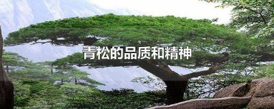 ​用青松比喻人 青松有什么特点可以比喻什么