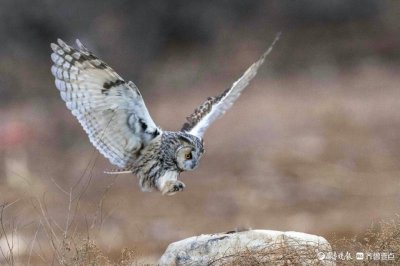 ​美“兔”秀秀|呆萌的长耳鸮