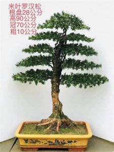 ​分享一组精品米叶罗汉松