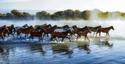 ​伊犁军马场在战争年代做出了很大贡献虽现在不需要但我们不能忘记