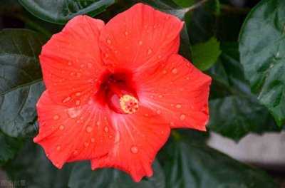 ​芙蓉诔——祭晴雯