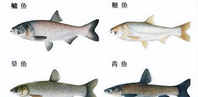 ​西藏羊卓雍措：8亿公斤高原裸鲤无人食用的原因