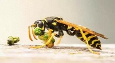 ​好战的杀人蜂，竟是人类试验的结果，终自食其果