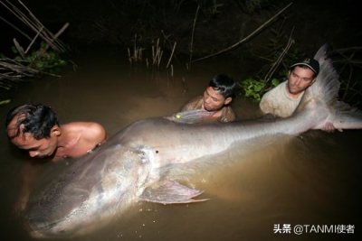 ​你见过那么大的鲶鱼吗？