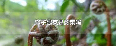 ​猴子腿菜是蕨菜吗