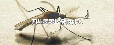 ​四川墨墨蚊最怕什么