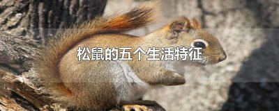 ​松鼠的五个生活特征