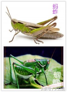 ​夏季送来的美味——油炸蚂蚱