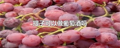 ​提子可以做葡萄酒吗