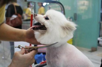 ​宠物美容师学校排行榜|宠物美容学校哪家好