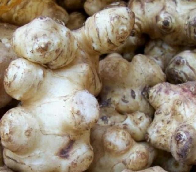 洋姜要怎么吃（我知道的洋姜的几种吃法）(1)