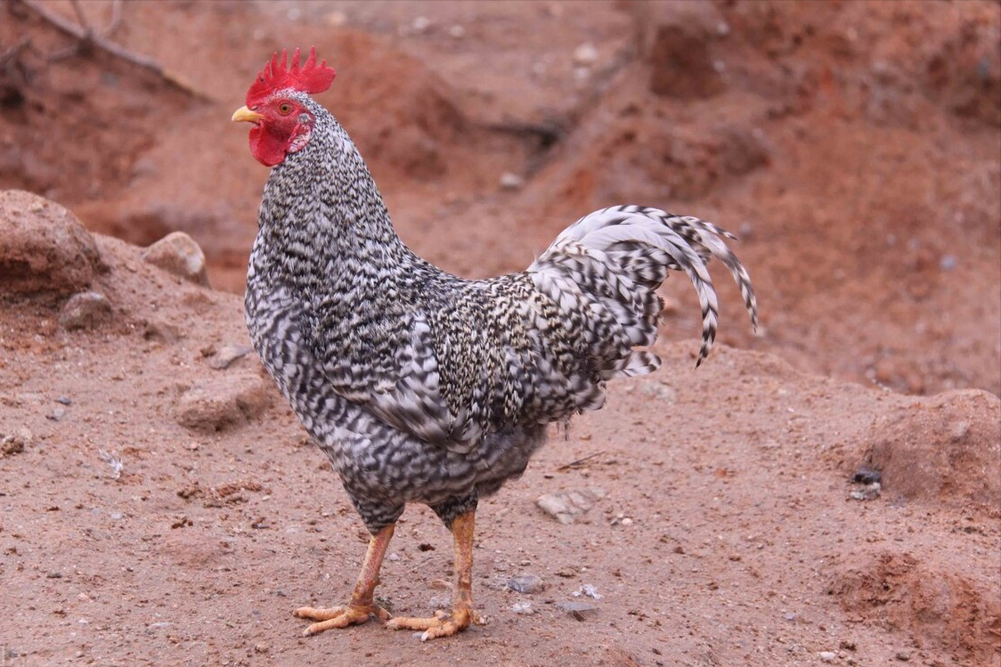 最好吃的土鸡品种介绍大全（什么鸡品种最好吃）(图4)