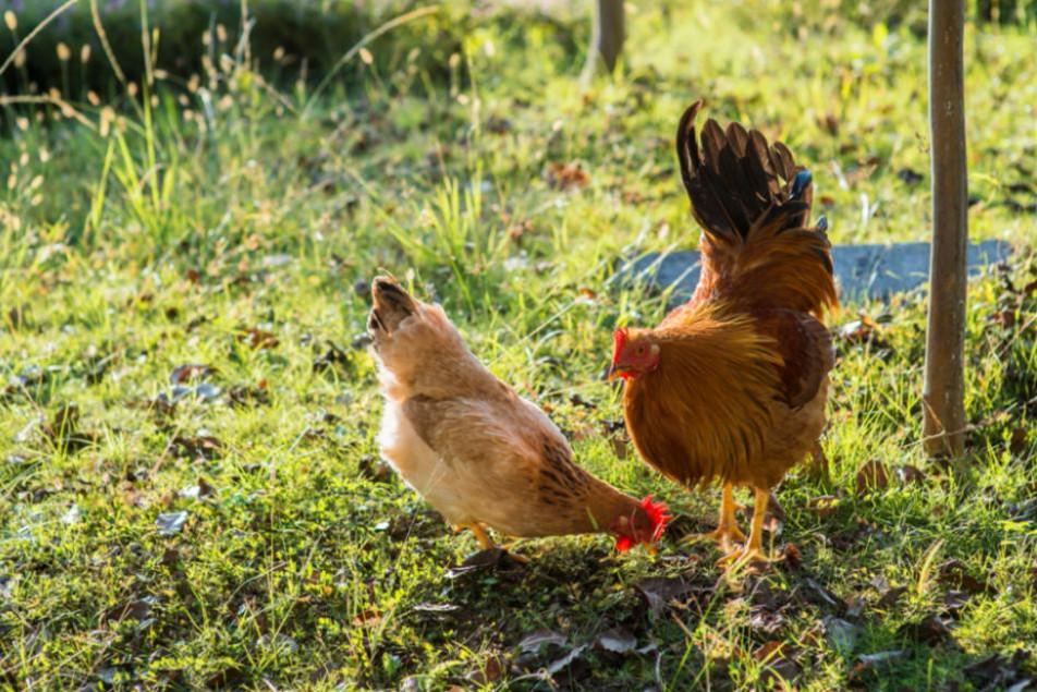 最好吃的土鸡品种介绍大全（什么鸡品种最好吃）(图10)