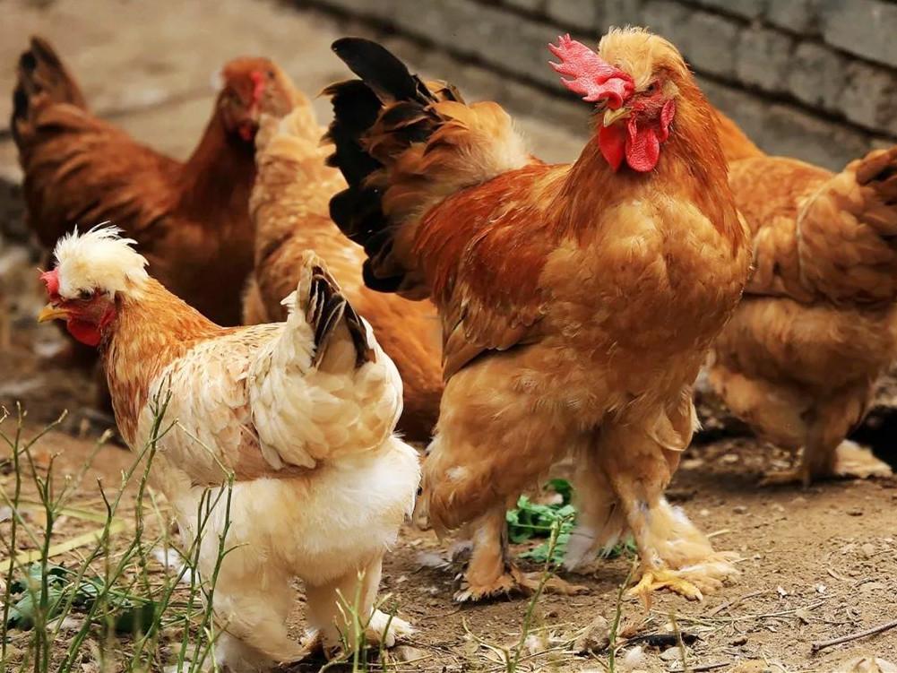 最好吃的土鸡品种介绍大全（什么鸡品种最好吃）(图3)
