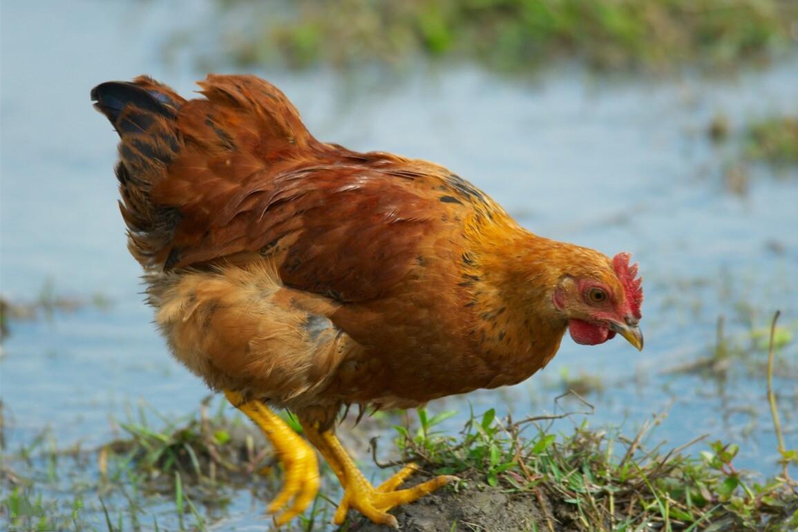 最好吃的土鸡品种介绍大全（什么鸡品种最好吃）(图6)
