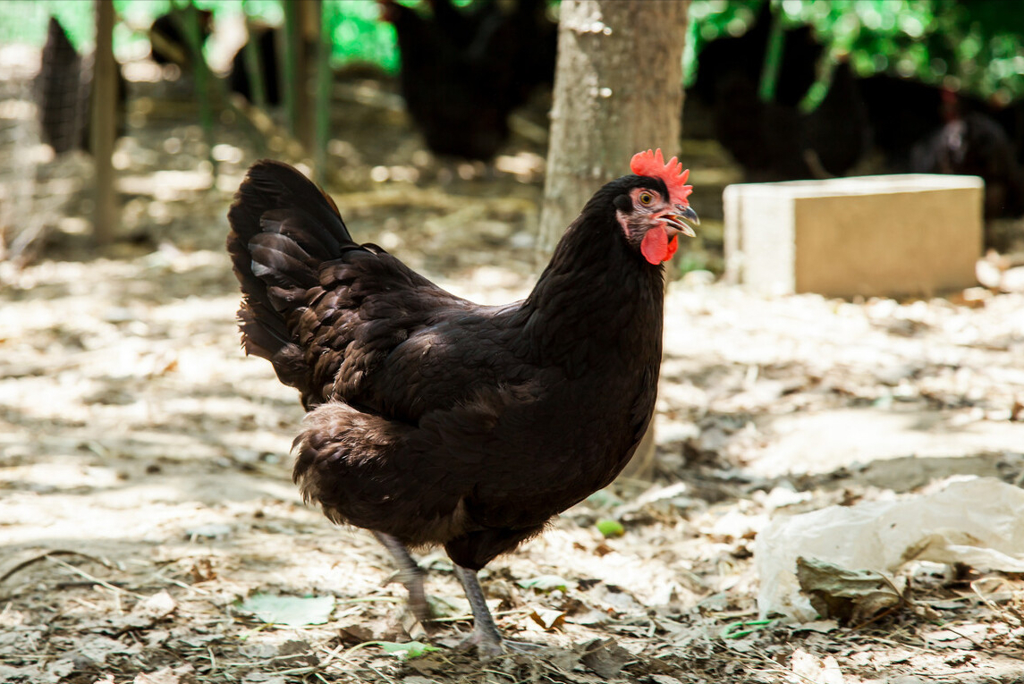 最好吃的土鸡品种介绍大全（什么鸡品种最好吃）(图5)