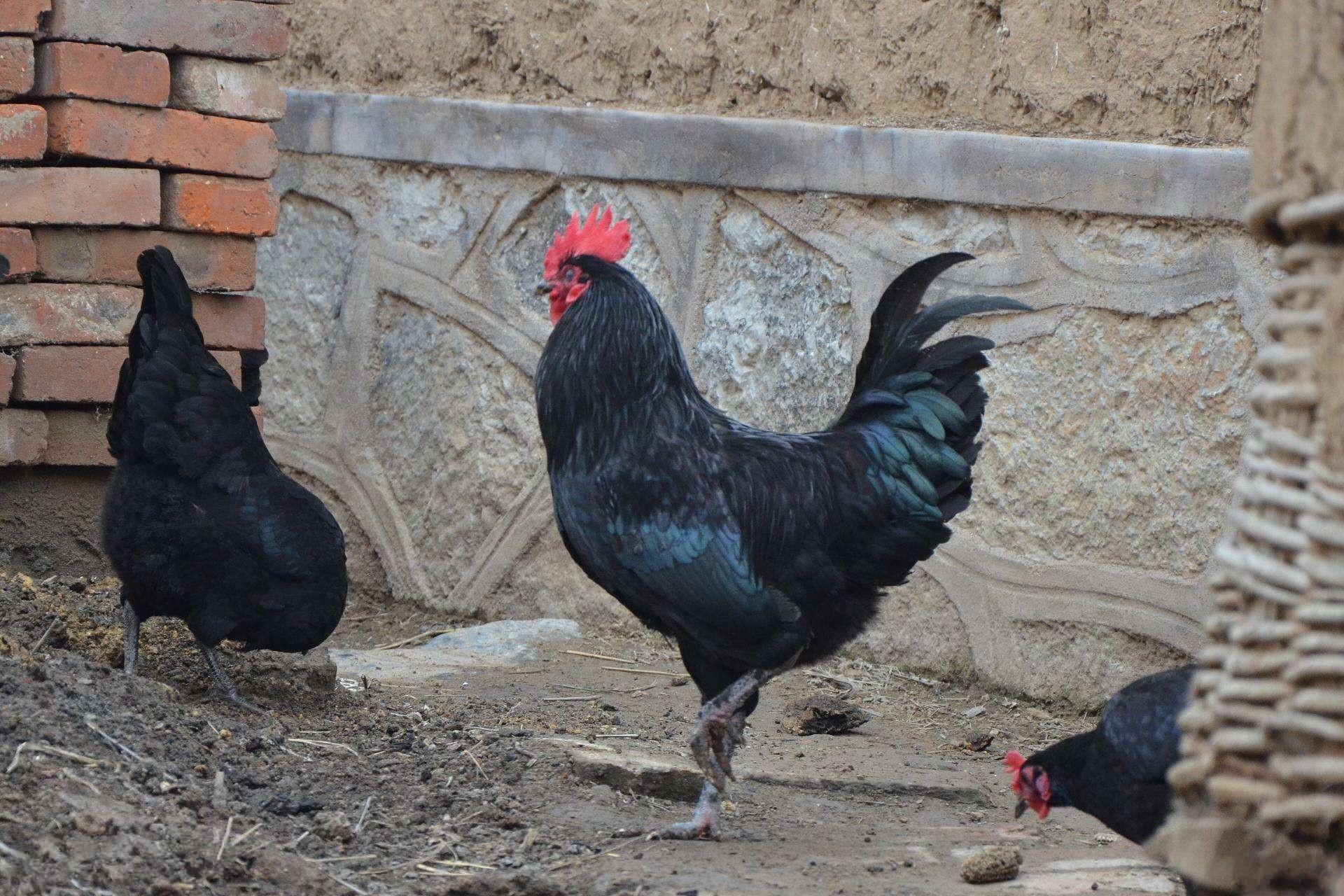 最好吃的土鸡品种介绍大全（什么鸡品种最好吃）(图8)