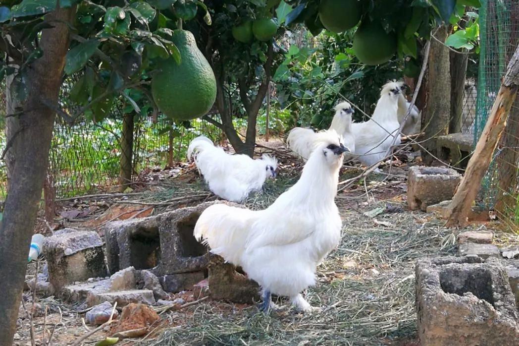 最好吃的土鸡品种介绍大全（什么鸡品种最好吃）(图7)