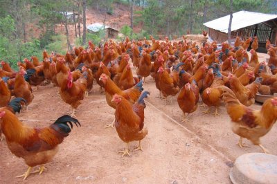 ​最好吃的土鸡品种介绍大全（什么鸡品种最好吃）