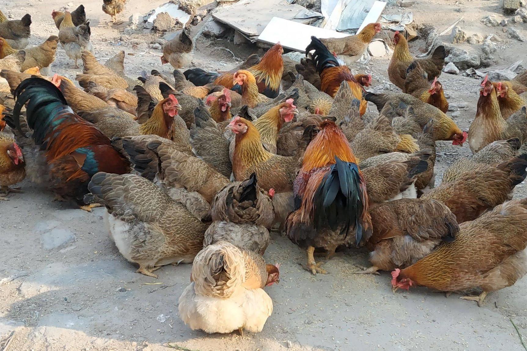 最好吃的土鸡品种介绍大全（什么鸡品种最好吃）(图11)