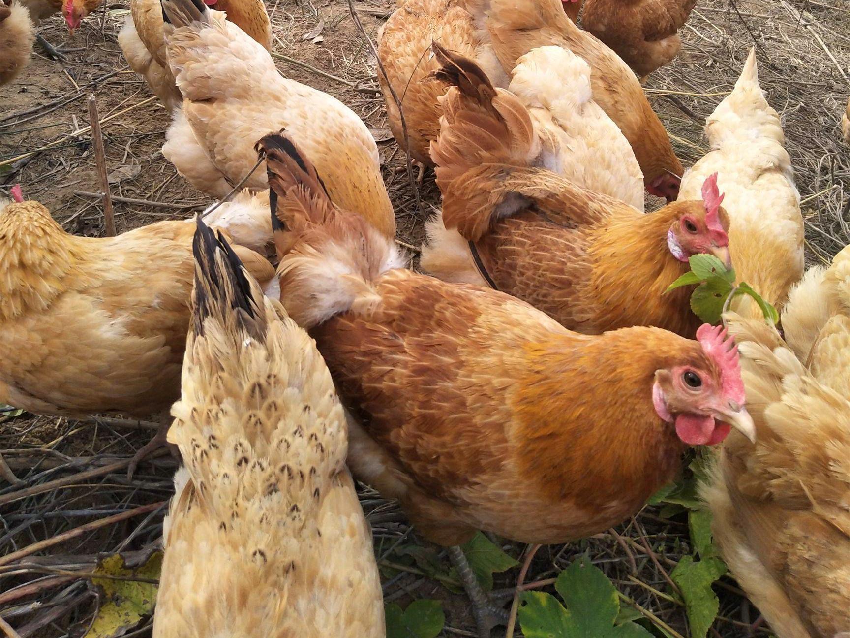 最好吃的土鸡品种介绍大全（什么鸡品种最好吃）(图2)