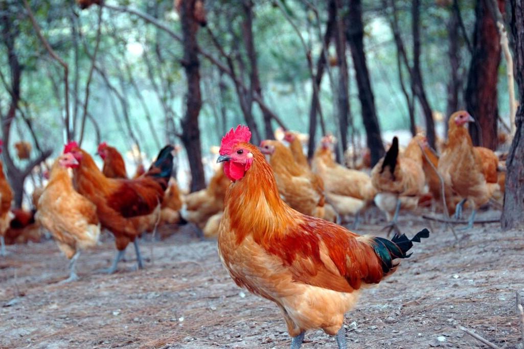 最好吃的土鸡品种介绍大全（什么鸡品种最好吃）(图12)