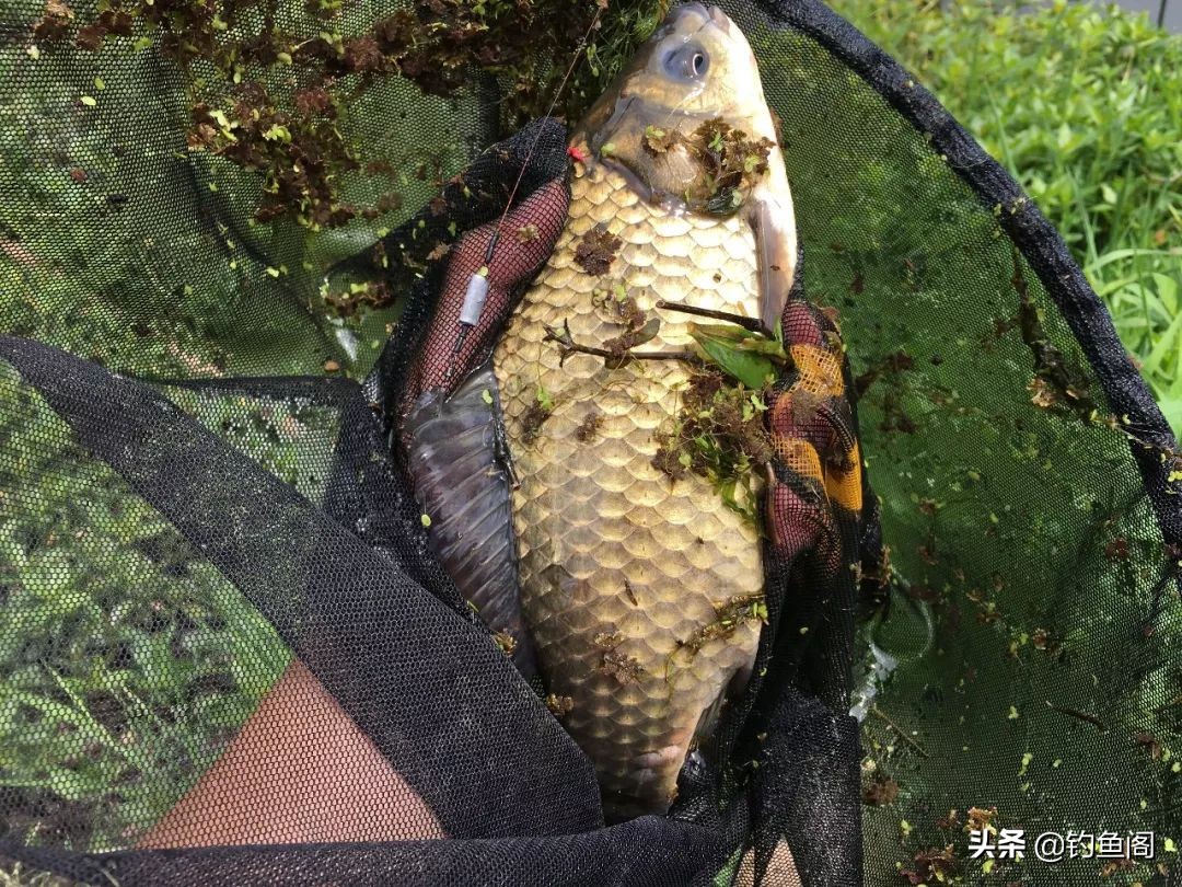 拉饵太散不成团（鱼饵怎么调配才不容易散）(图2)