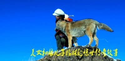 ​被人类从小养大的狼会成为白眼狼吗？美女和狼王儿子的惊世传奇