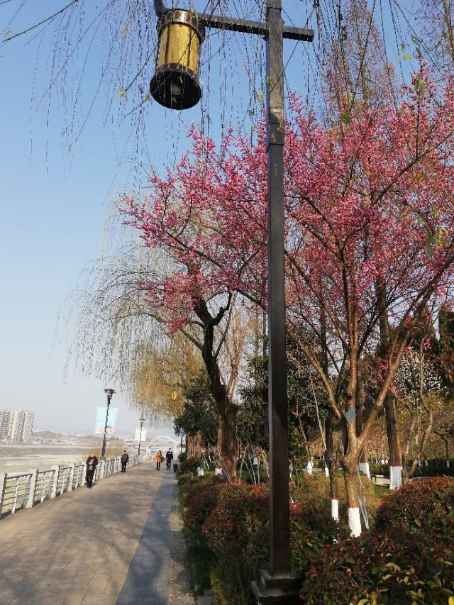 这次的新型冠状病毒的发展过程（从萨斯到新型冠状病毒）(1)