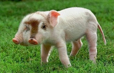 ​被核污染而变异的动物植物究竟多可怕#核废水排入大海的后果