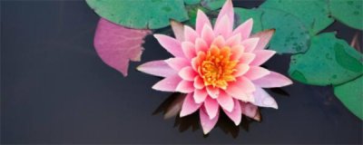 ​水培睡莲的种植方法和注意事项（水培睡莲的操作方法）