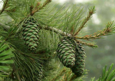 ​松子树长什么样图片 松子树长什么样松子成熟了是什么样子的