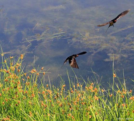 细雨鱼儿出微风燕子斜是啥意思（细雨鱼儿出微风燕子斜释义）
