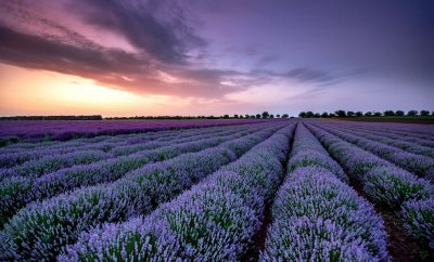 ​薰衣草什么时候施肥，薰衣草怎么施肥