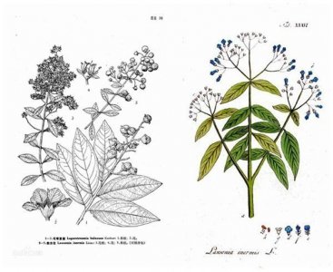 ​天然染发~海娜粉