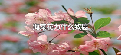 海棠花为什么致癌(海棠花对人体有害吗)