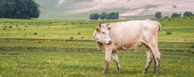 ​劳累的动物是什么动物