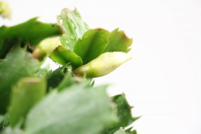 ​蟹爪兰什么时候修剪