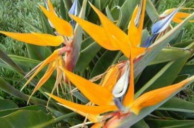 ​叫做天堂鸟的开花植物“鹤望兰”，好养易爆盆，非常的漂亮，美！