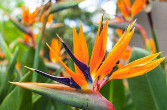 叫做天堂鸟的开花植物“鹤望兰”，好养易爆盆，非常的漂亮，美！