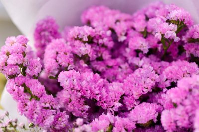 ​勿忘我有什么作用