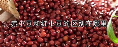 ​赤小豆和红小豆的区别 哪个补血效果好