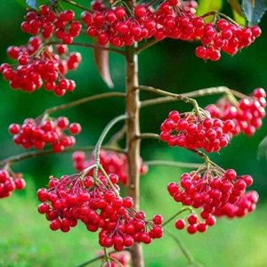 ​分享——颜色大红大紫，富贵高雅的富贵籽