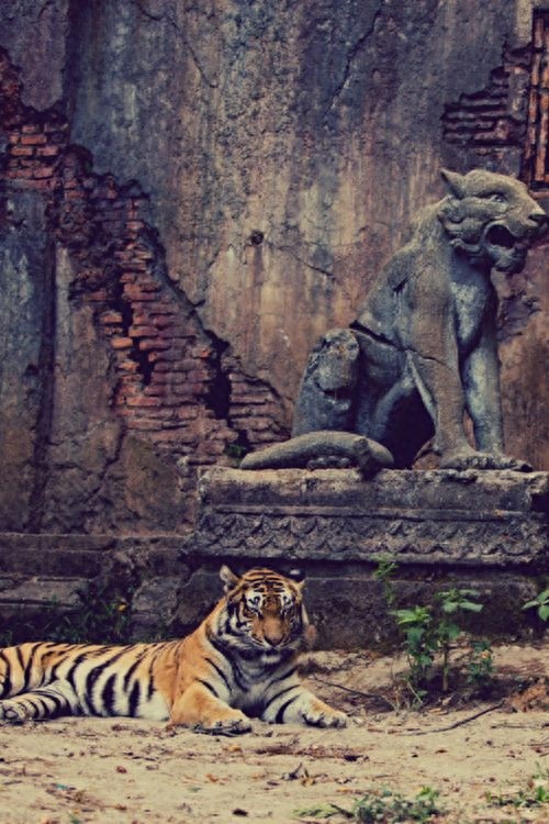 7月29日-全球老虎日