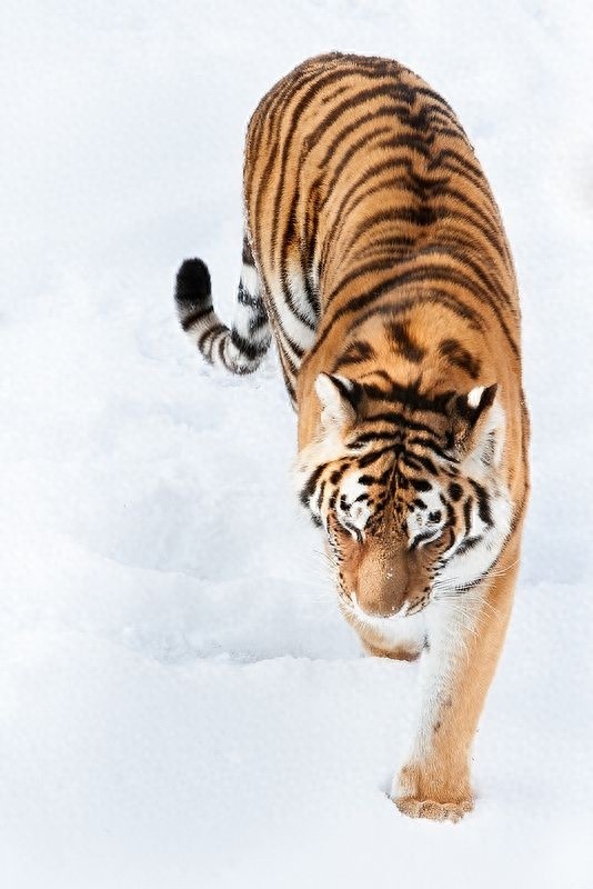 7月29日-全球老虎日