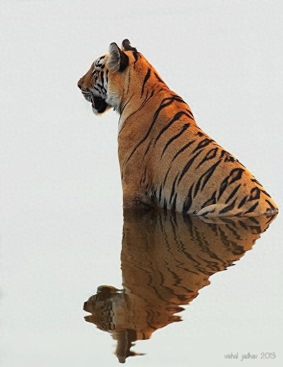 7月29日-全球老虎日