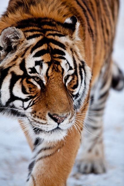 7月29日-全球老虎日